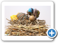 Djenne 2008 4