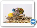 Djenne 2008 5