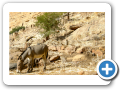 Il mondo Dogon 2008 176