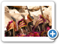Il mondo Dogon 2008 192