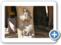 Il mondo Dogon 2008 222