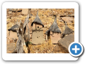 Il mondo Dogon 2008 36