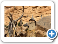 Il mondo Dogon 2008 37