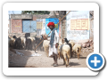 Mount Abu 2009 19