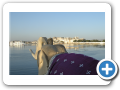 Udaipur 2009 47