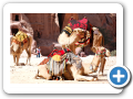 Petra 2009  24