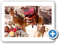 Petra 2009  26