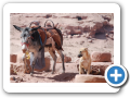 Petra 2009  44