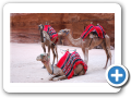 Petra 2009  83