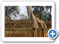 Angkor Ta Prohm 2008 17