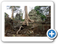 Angkor Ta Prohm 2008 19
