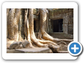 Angkor Ta Prohm 2008 4