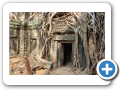 Angkor Ta Prohm 2008 8